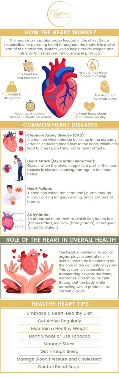 Common questions asked by patients: What are the 4 types of heart disease? Can you live a long life with heart disease? What are 5 signs of heart disease? How do I make my heart-healthy? For more information, contact us or book an appointment online. Visit us at 2112 East 25th Street, Kansas City, MO 64127. We serve patients from Kansas City MO, Sugar Creek MO, Raytown MO, Independence MO, Gladstone MO, Claycomo MO, Pleasant Valley MO, and surrounding areas. Common questions asked by patients: What are the 4 types of heart disease? Can you live a long life with heart disease? What are 5 signs of heart disease? How do I make my heart-healthy? For more information, contact us or book an appointment online. Visit us at 2112 East 25th Street, Kansas City, MO 64127. We serve patients from Kansas City MO, Sugar Creek MO, Raytown MO, Independence MO, Gladstone MO, Claycomo MO, Pleasant Valley MO, and surrounding areas.